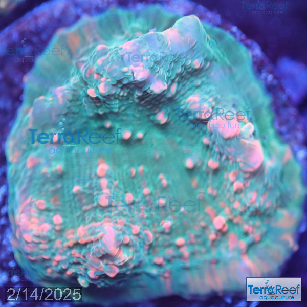 Red Green Chalice WYSIWYG Frag 23Right
