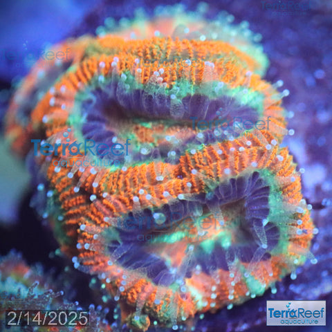 Raging Storm Micromussa "Acan lord" WYSIWYG Frag 8SinkLeftSm
