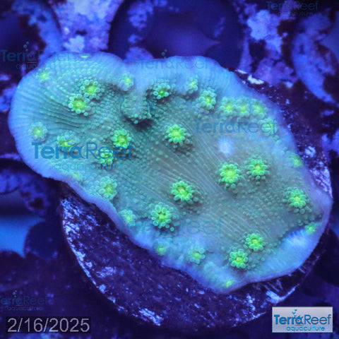 Sprung Stunner Chalice WYSIWYG Frag 20Le