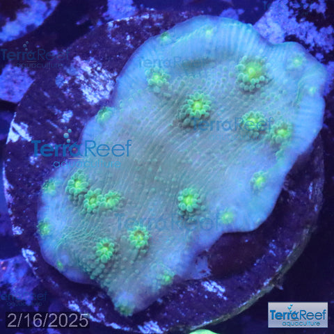 Sprung Stunner Chalice WYSIWYG Frag 19Ri