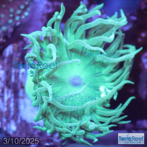 Duncan Coral Duncanopsammia axigua WYSIWYG 23Left