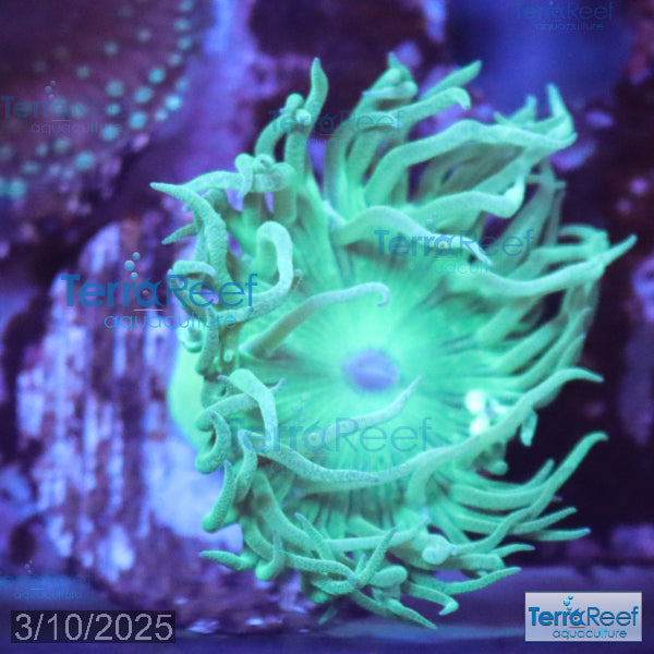 Duncan Coral Duncanopsammia axigua WYSIWYG 23Left