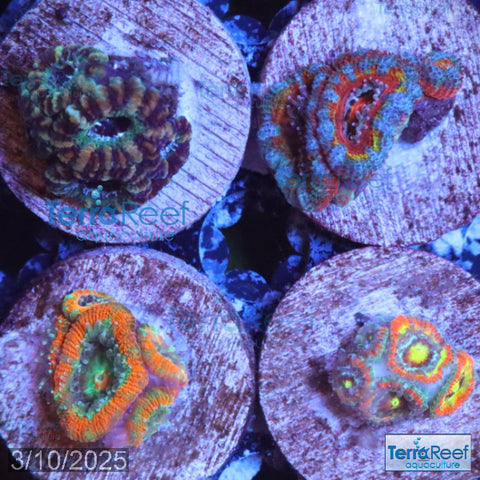 Micromussa "Acan" Coral Four Pack Sock