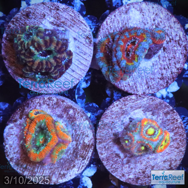 Micromussa "Acan" Coral Four Pack Sock