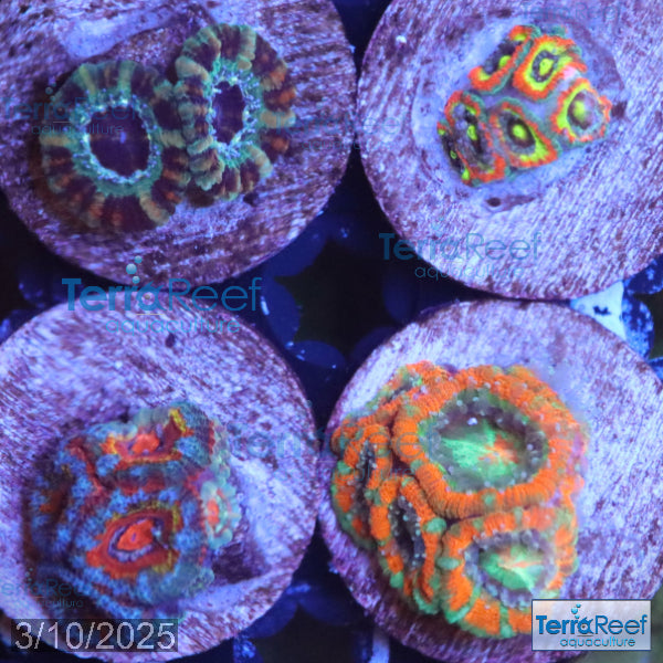 Micromussa "Acan" Coral Four Pack WYSIWYG 2BRight