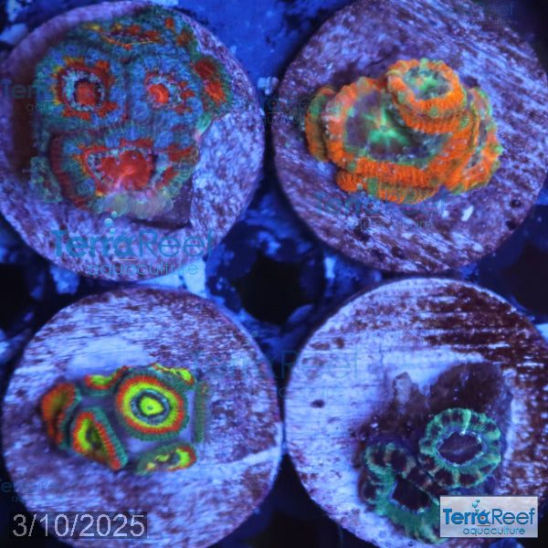 Micromussa "Acan" Coral Four Pack WYSIWYG 3TRight