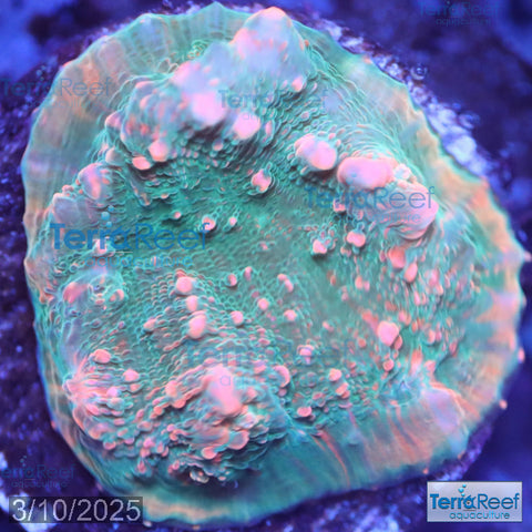 Red Green Chalice WYSIWYG Frag 23Right
