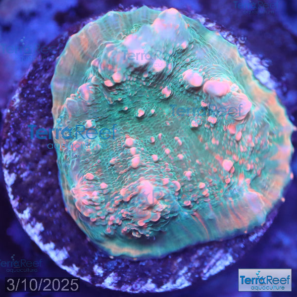Red Green Chalice WYSIWYG Frag 23Right