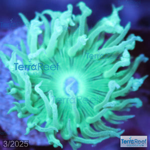 Duncan Coral Duncanopsammia axigua WYSIWYG 24Center