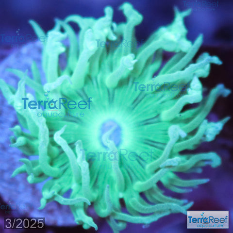 Duncan Coral Duncanopsammia axigua WYSIWYG 24Center