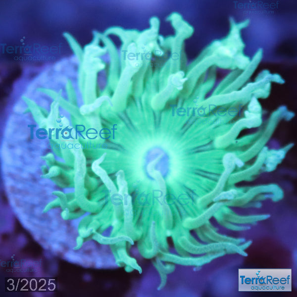Duncan Coral Duncanopsammia axigua WYSIWYG 24Center