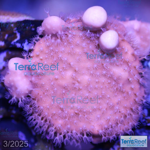 "Blue" ridge coral WYSIWYG Frag 11