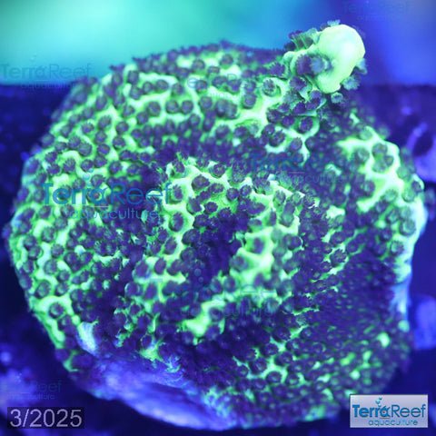 Montipora spongodes WYSIWYG Frag 19