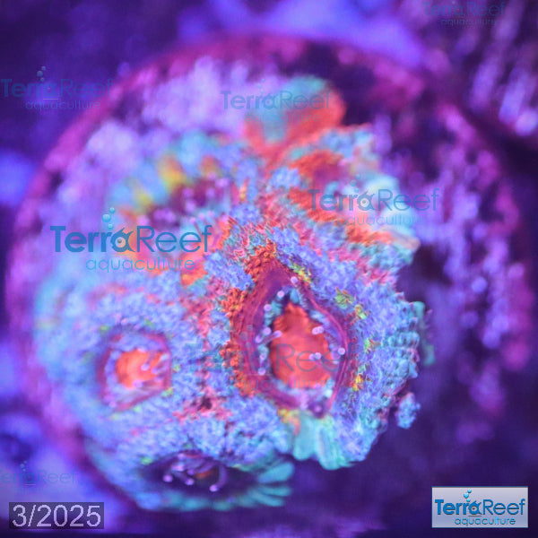 Rainbow Red Micromussa "Acan lord" Frag WYSIWYG Frag 34Left
