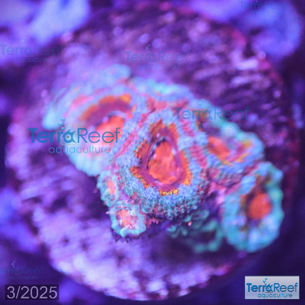 Rainbow Red Micromussa "Acan lord" Frag WYSIWYG Frag 35FRight