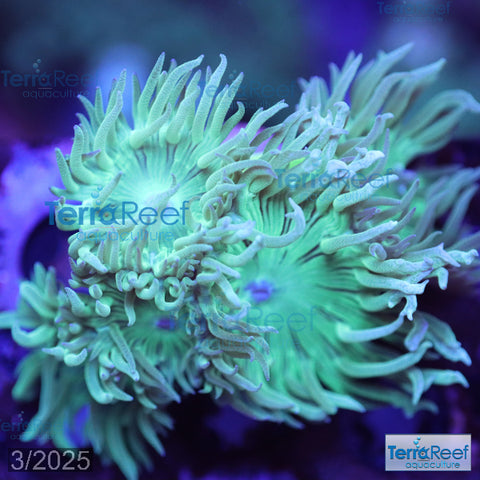 Duncan Coral Duncanopsammia axigua WYSIWYG 26FarR