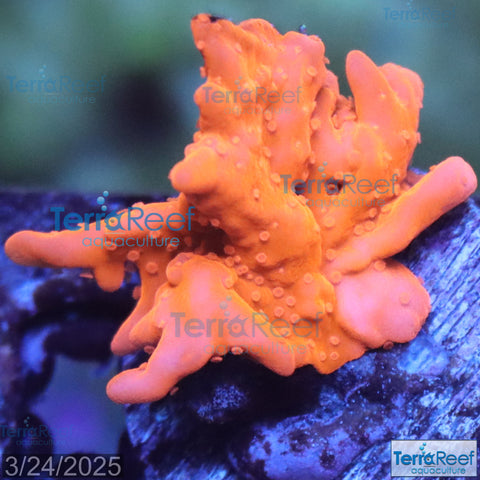 Setosa Coral WYSIWYG Frag 28