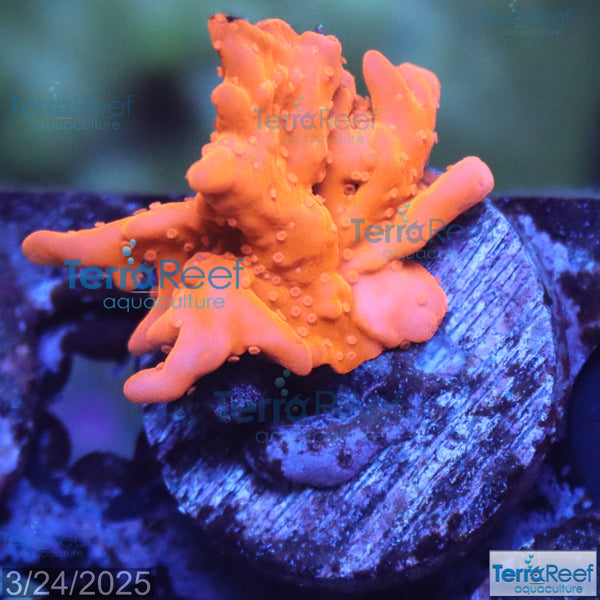 Setosa Coral WYSIWYG Frag 28