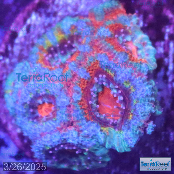 Rainbow Red Micromussa "Acan lord" Frag WYSIWYG Frag 34Left