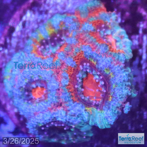 Rainbow Red Micromussa "Acan lord" Frag WYSIWYG Frag 34Left