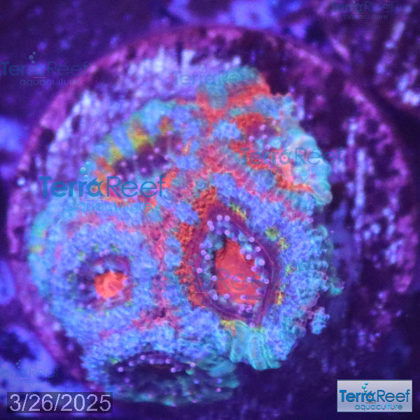 Rainbow Red Micromussa "Acan lord" Frag WYSIWYG Frag 34Left