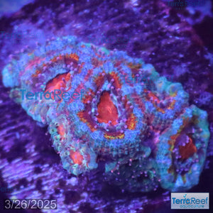 Rainbow Red Micromussa "Acan lord" Frag WYSIWYG Frag 35FRight