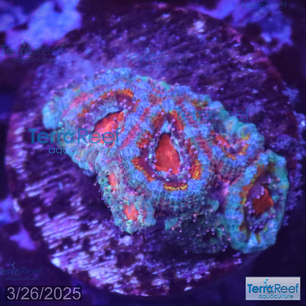 Rainbow Red Micromussa "Acan lord" Frag WYSIWYG Frag 35FRight