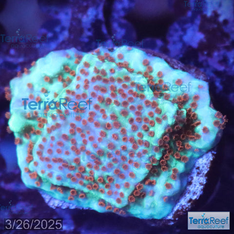 Mind Trick Montipora WYSIWYG Frag 21