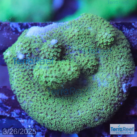Green Montipora digi Frag WYSIWYG Frag 16