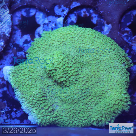 Green Montipora digi Frag WYSIWYG Frag 17