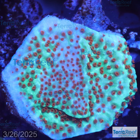 Mind Trick Montipora WYSIWYG Frag 23