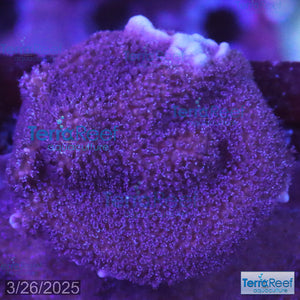 Purple Montipora Digi Coral WYSIWYG Frag 11