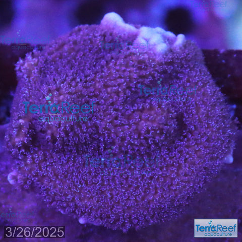 Purple Montipora Digi Coral WYSIWYG Frag 11