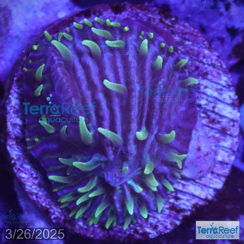 ReefGen Project X Fungid Fungia Plate WYSIWYG Frag 12