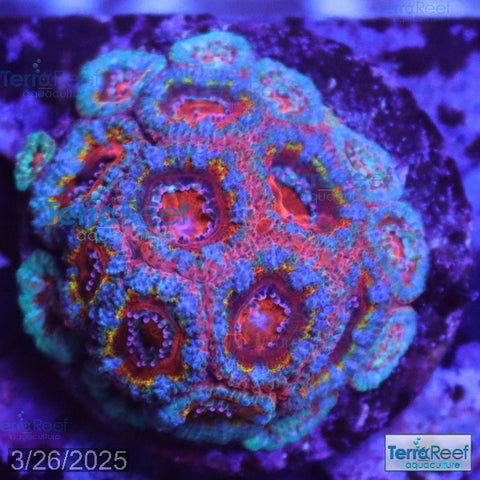 Rainbow Red Micromussa "Acan lord" Frag WYSIWYG Frag 33Left