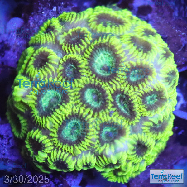 Green Brain Favia Favites Coral Frag WYSIWYG Frag 39Left