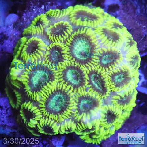 Green Brain Favia Favites Coral Frag WYSIWYG Frag 39Left
