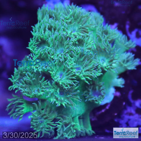 Pagoda cup coral (Turbinaria sp.) WYSIWYG Frag 32