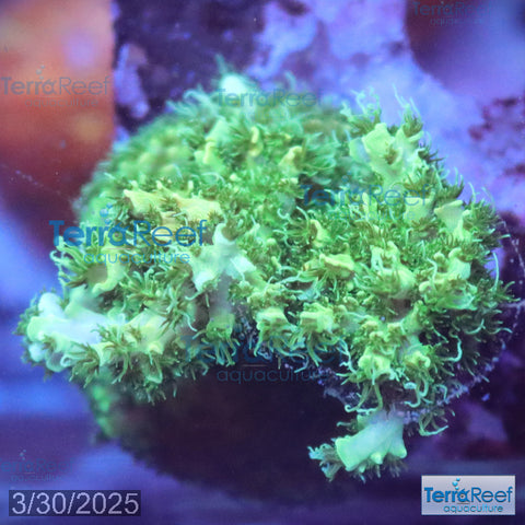 Frilly Green Acropora Acro Coral WYSIWYG Frag 30FLeft