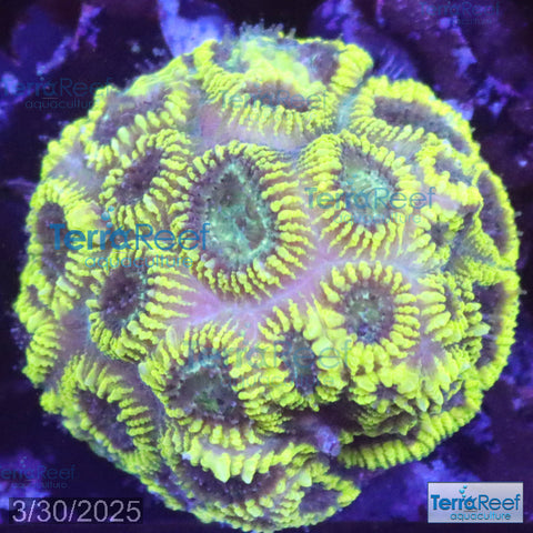 Green Brain Favia Favites Coral Frag WYSIWYG Frag 40Middle