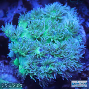 Pagoda cup coral (Turbinaria sp.) WYSIWYG Frag 33