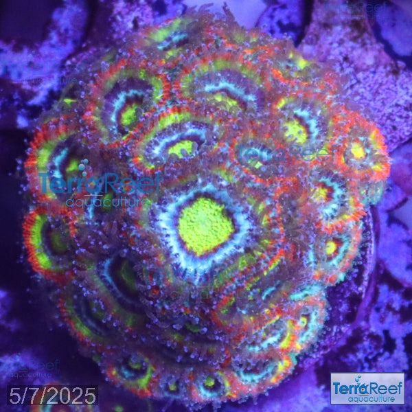 Holy Grail Micromussa Coral Micro F2M WYSIWYG Frag 5Right