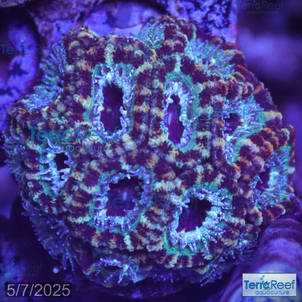 Teal Micromussa "Acan lord" WYSIWYG Frag 21RightStairs