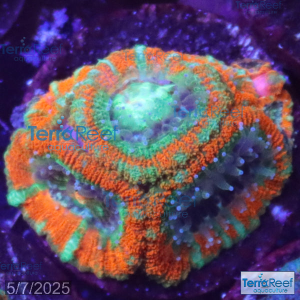 Raging Storm Micromussa "Acan lord" WYSIWYG Frag 11Middle