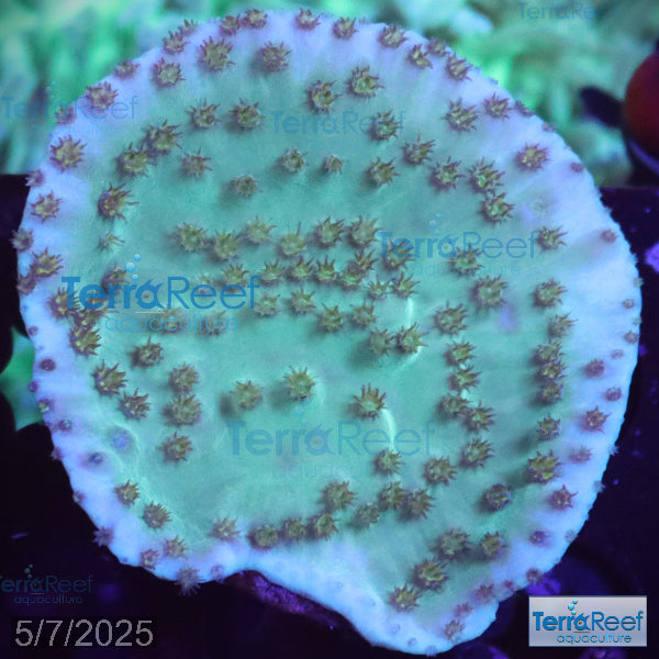 Green Scroll WYSIWYG Coral Frag 14