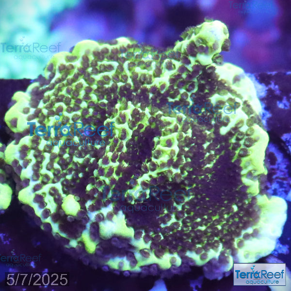 Montipora spongodes WYSIWYG Frag 19