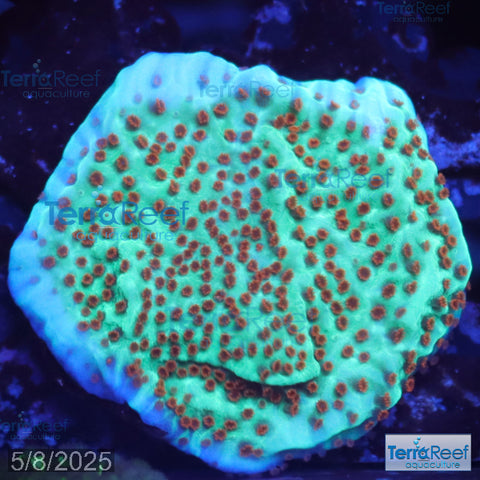 Mind Trick Montipora WYSIWYG Frag 23