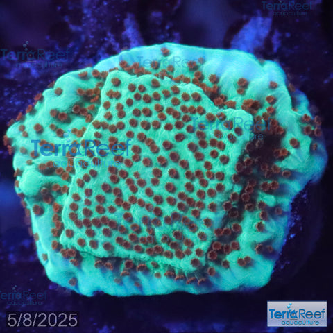 Mind Trick Montipora WYSIWYG Frag 21