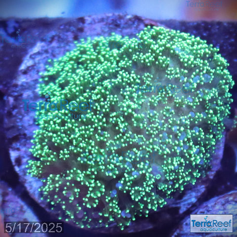 Green Stylophora WYSIWYG Colony 29Left