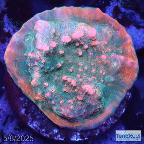 Red Green Chalice WYSIWYG Frag 23Right